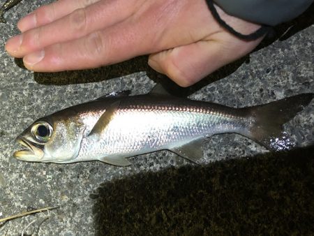 クロムツ、コノシロがまた湾内に入り出しました